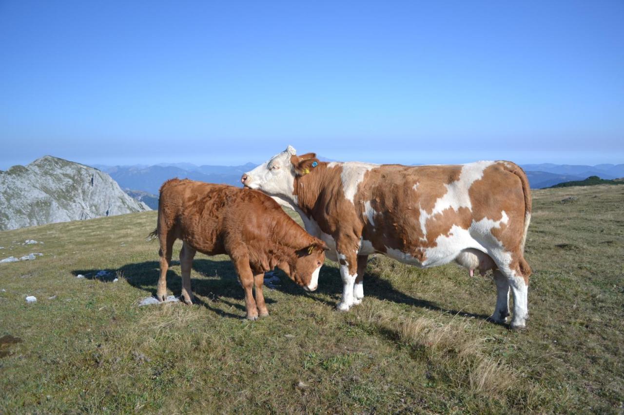 Gasthof Oberer Gesslbauer Stanz Im Murztal Luaran gambar